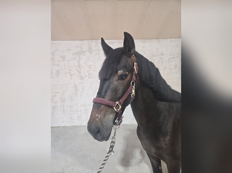 Classic Pony Castrone 5 Anni 140 cm Baio in Chavannes sur reyssouze