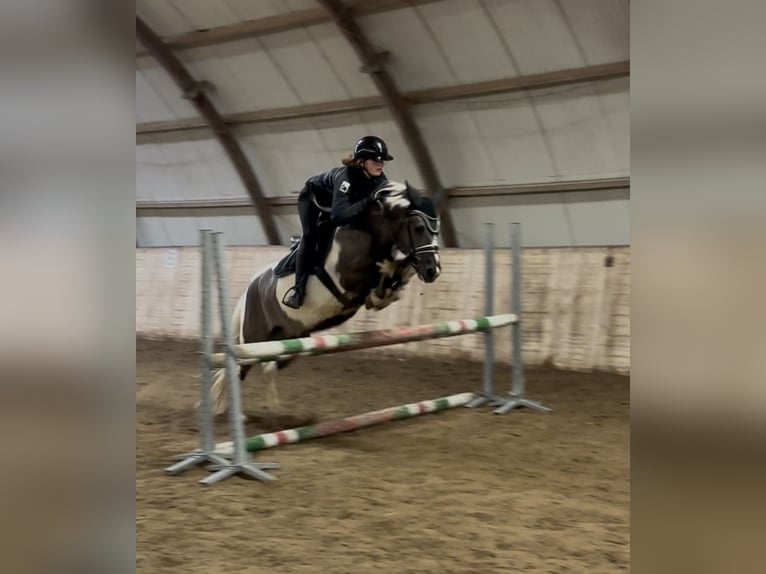 Classic Pony Castrone 6 Anni 140 cm Pezzato in Zuienkerke