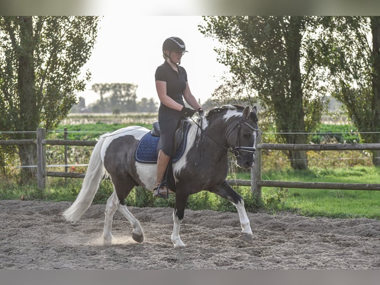 Classic Pony Castrone 6 Anni 140 cm Pezzato in Zuienkerke