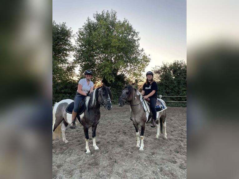 Classic Pony Castrone 6 Anni 140 cm Pezzato in Zuienkerke