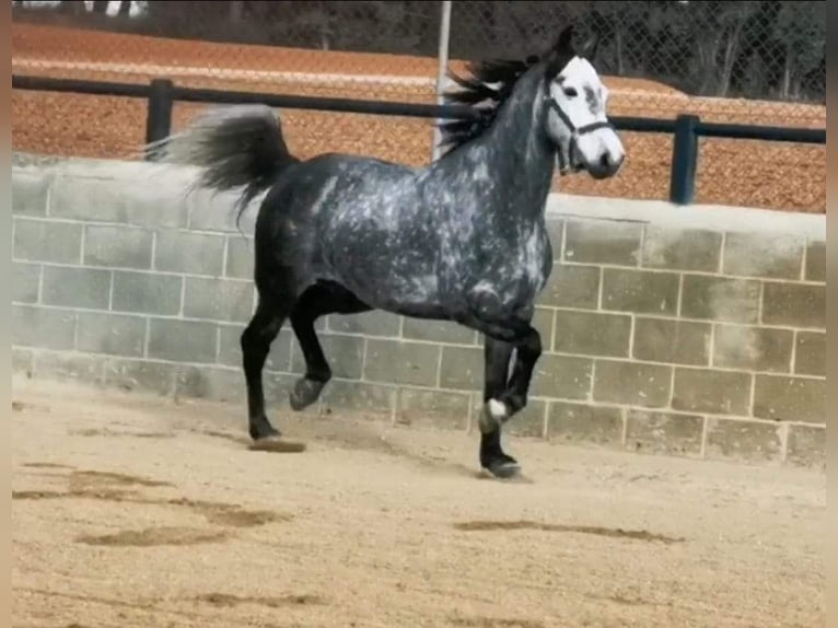 Classic Pony Castrone 6 Anni 150 cm Grigio in Aspiran