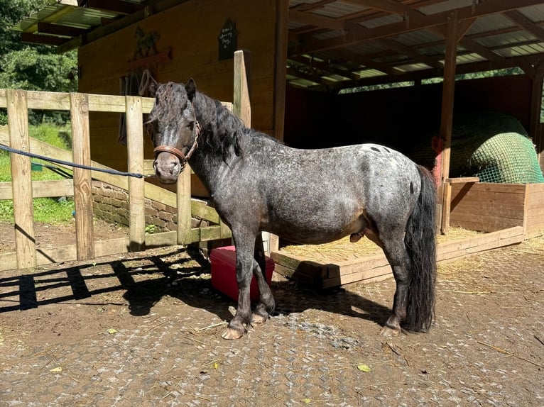 Classic Pony Castrone 7 Anni 105 cm Leopard in Sinsheim