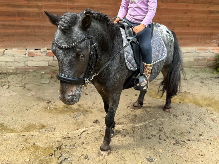 Classic Pony Castrone 7 Anni 105 cm Leopard in Sinsheim