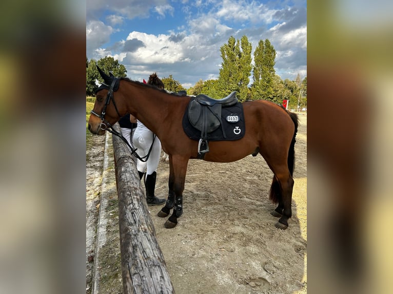 Classic Pony Castrone 7 Anni 138 cm Baio scuro in Perugia