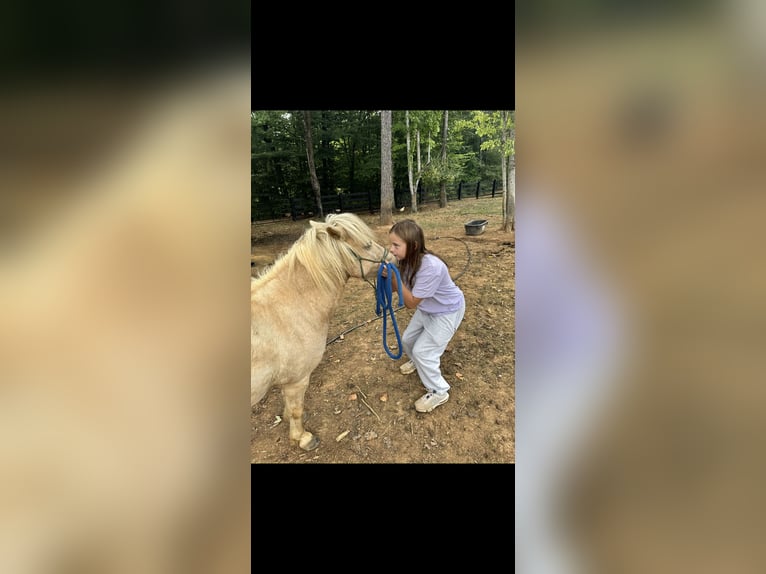 Classic Pony Castrone 8 Anni 152 cm Bianco in Athens