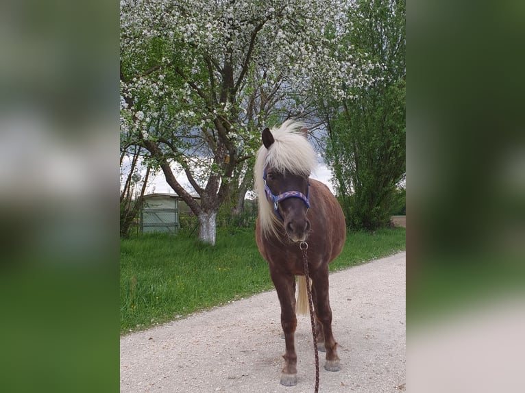 Classic Pony Castrone 9 Anni 114 cm Sauro scuro in Freilassing