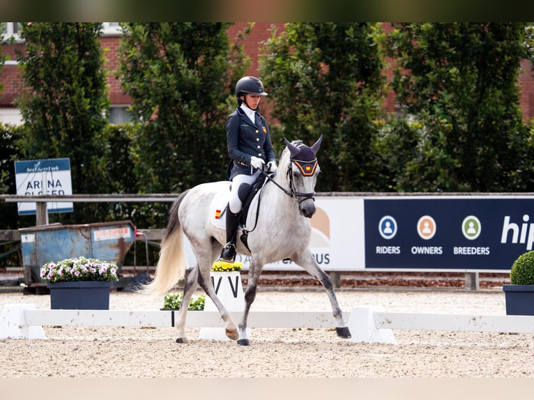 Classic Pony Castrone 9 Anni 149 cm Grigio in Castalla