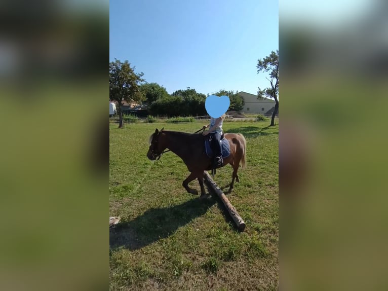 Classic Pony Gelding 10 years 10,1 hh Chestnut-Red in Weigenheim