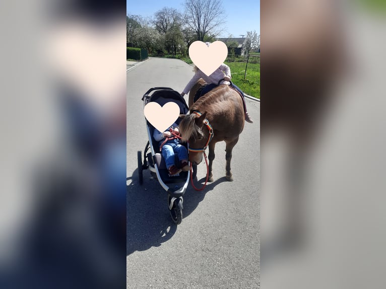 Classic Pony Gelding 10 years 10,1 hh Chestnut-Red in Weigenheim