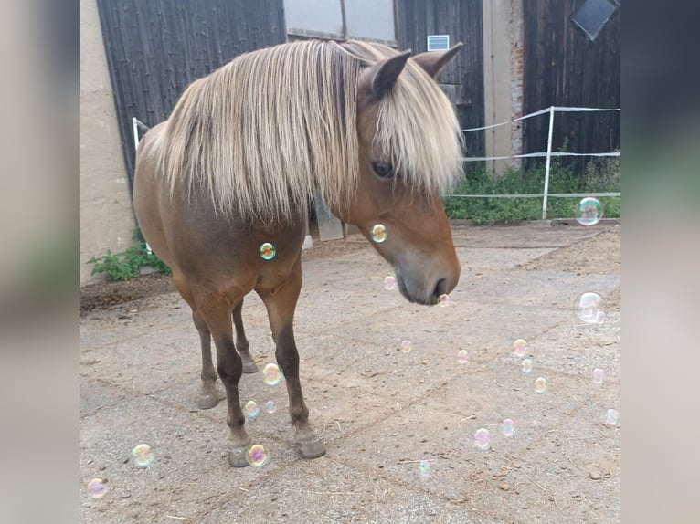 Classic Pony Gelding 10 years 10,1 hh Chestnut-Red in Weigenheim