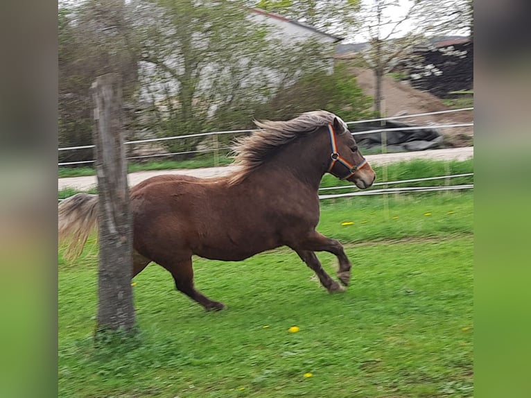 Classic Pony Gelding 10 years 10,1 hh Chestnut-Red in Weigenheim