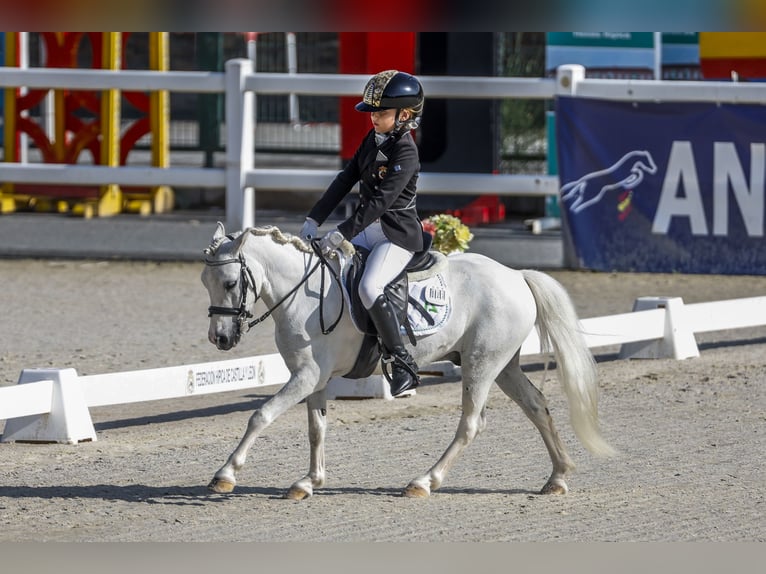 Classic Pony Gelding 10 years 10,2 hh Pinto in Chiclana de la frontera