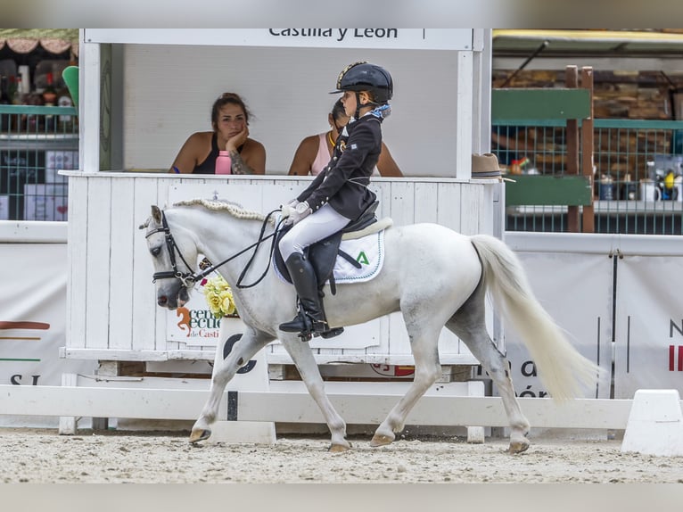 Classic Pony Gelding 10 years 10,2 hh Pinto in Chiclana de la frontera