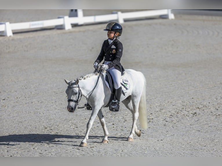 Classic Pony Gelding 10 years 10,2 hh Pinto in Chiclana de la frontera