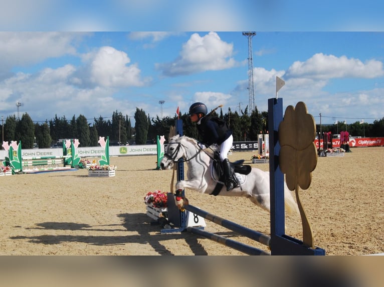 Classic Pony Gelding 10 years 10,2 hh Pinto in Chiclana de la frontera