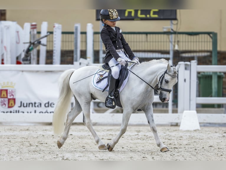 Classic Pony Gelding 10 years 10,2 hh Pinto in Chiclana de la frontera