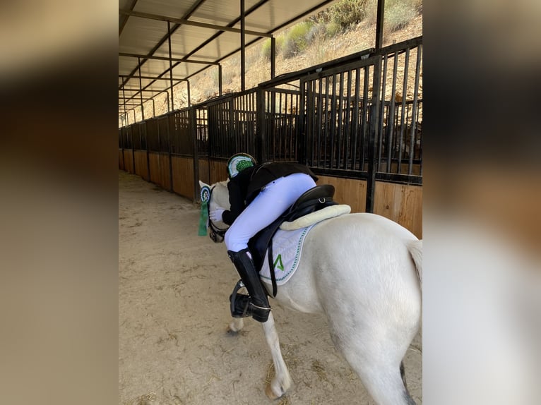 Classic Pony Gelding 10 years 10,2 hh Pinto in Chiclana de la frontera