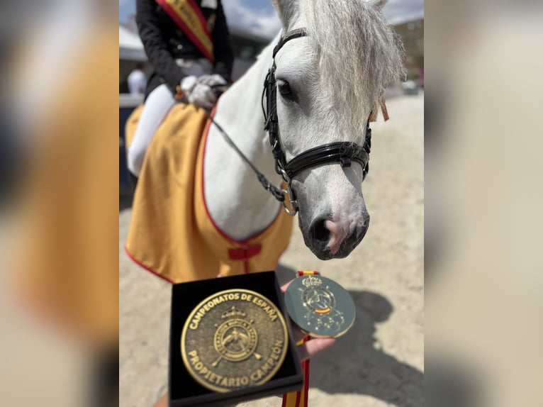 Classic Pony Gelding 10 years 10,2 hh Pinto in Chiclana de la frontera