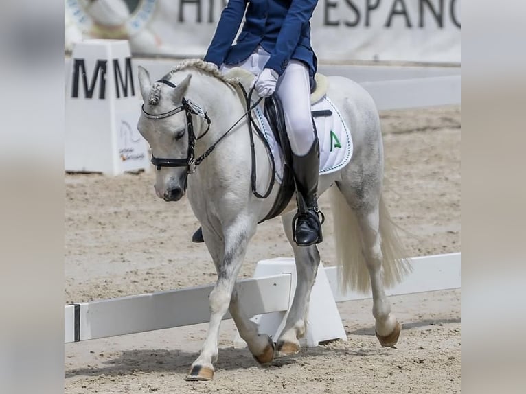 Classic Pony Gelding 10 years 10,2 hh Pinto in Chiclana de la frontera