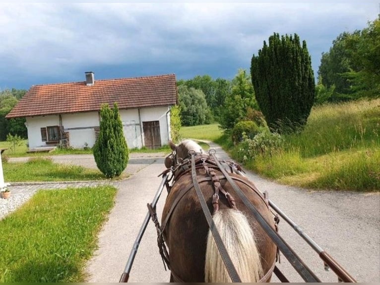 Classic Pony Gelding 10 years 11.1 hh Chestnut in Freilassing