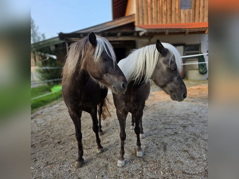 Classic Pony Gelding 10 years 11.1 hh Chestnut in Freilassing
