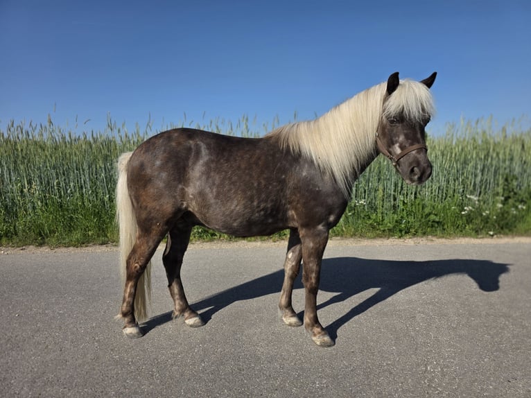 Classic Pony Gelding 10 years 11.1 hh Chestnut in Freilassing