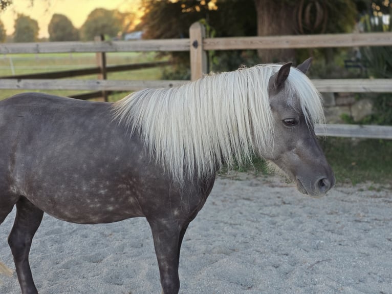 Classic Pony Gelding 10 years 11.1 hh Chestnut in Freilassing