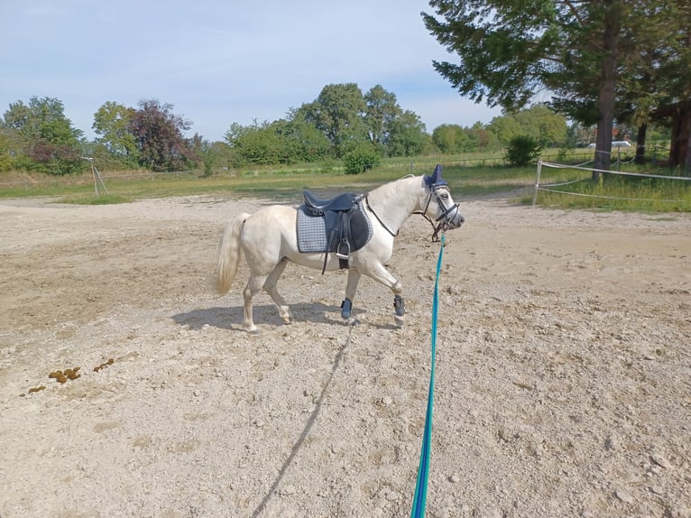 Classic Pony Mix Gelding 10 years 11,1 hh Gray in Buggingen