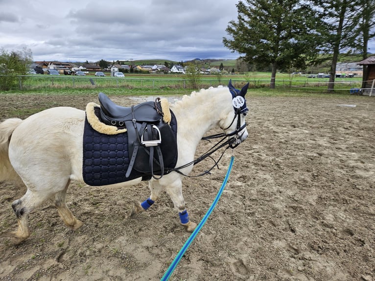 Classic Pony Mix Gelding 10 years 11,1 hh Gray in Buggingen