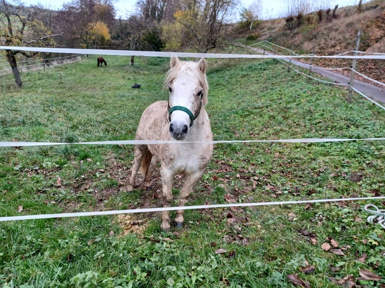 Classic Pony Mix Gelding 10 years 11,1 hh Gray in Buggingen