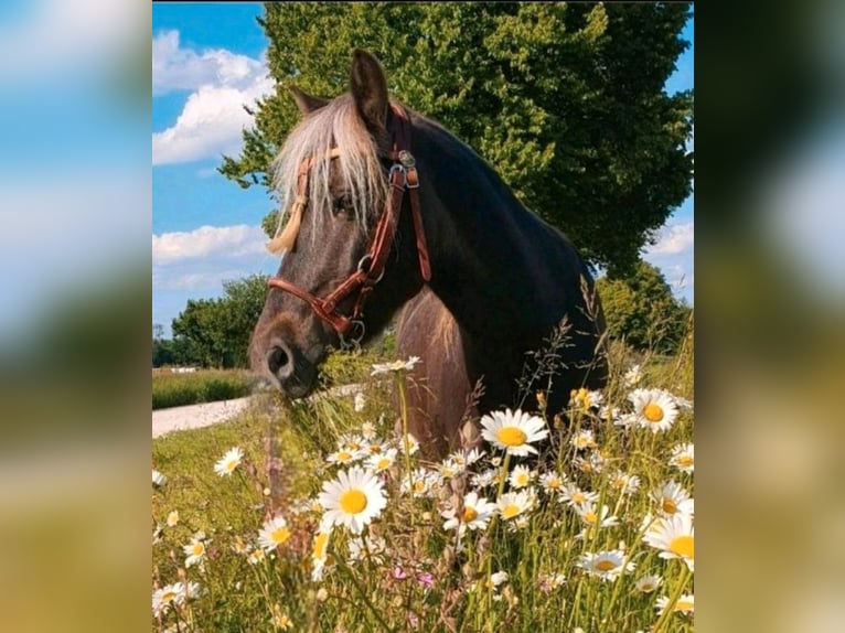 Classic Pony Gelding 10 years 11,1 hh Chestnut in Freilassing