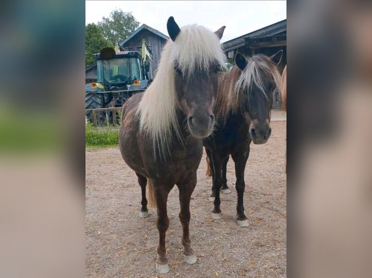 Classic Pony Gelding 10 years 11,1 hh Chestnut in Freilassing