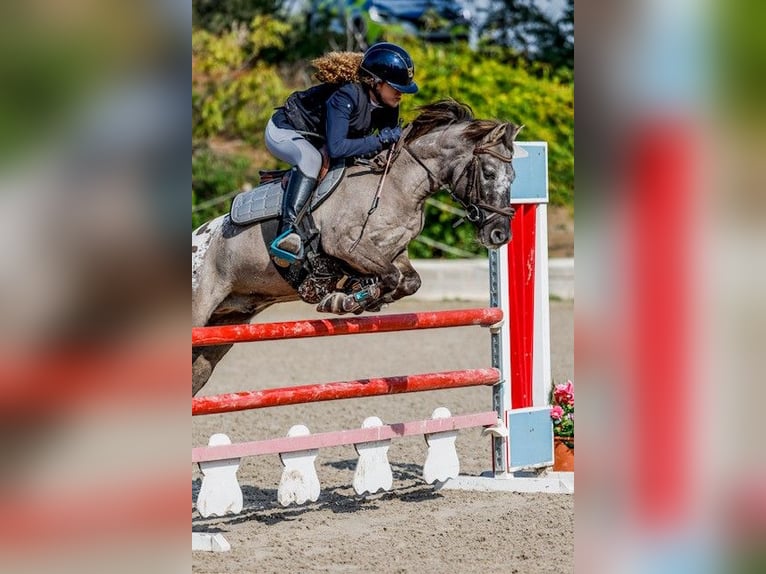 Classic Pony Gelding 10 years 12,1 hh Bay-Dark in Pontevedra