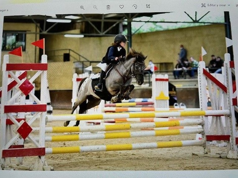 Classic Pony Gelding 10 years 12,1 hh Bay-Dark in Pontevedra