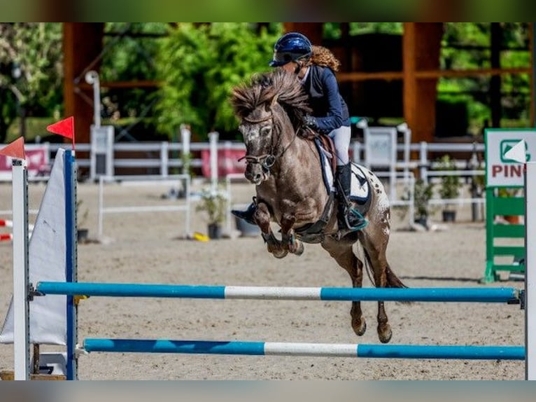 Classic Pony Gelding 10 years 12,1 hh Bay-Dark in Pontevedra