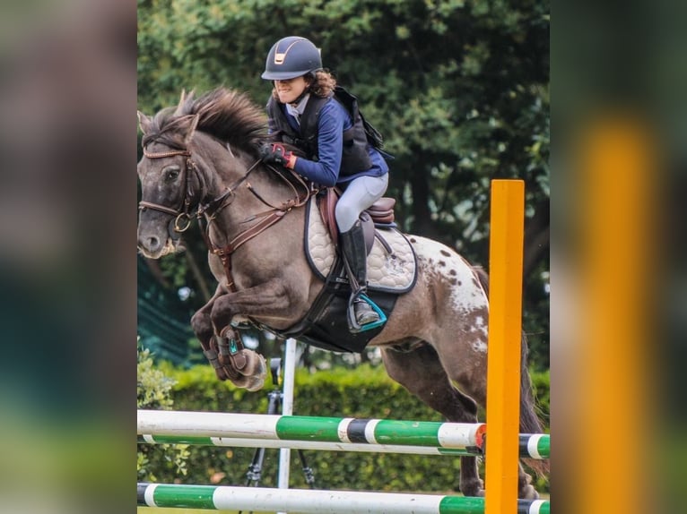 Classic Pony Gelding 10 years 12,1 hh Bay-Dark in Pontevedra