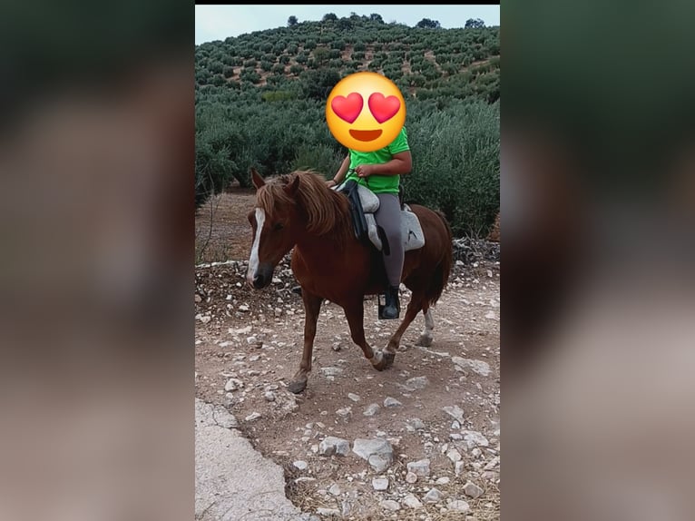 Classic Pony Gelding 10 years 12,1 hh Chestnut-Red in Fuensanta De Martos