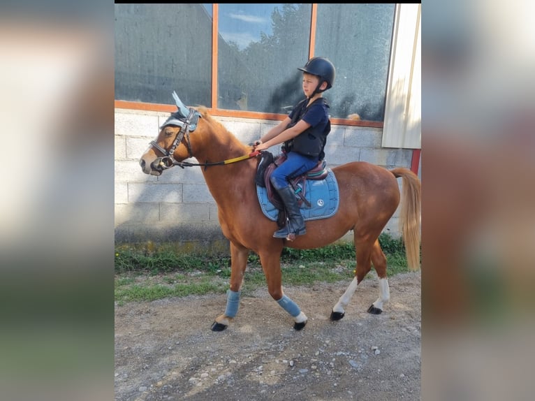 Classic Pony Gelding 10 years 12,3 hh Chestnut-Red in Colmar