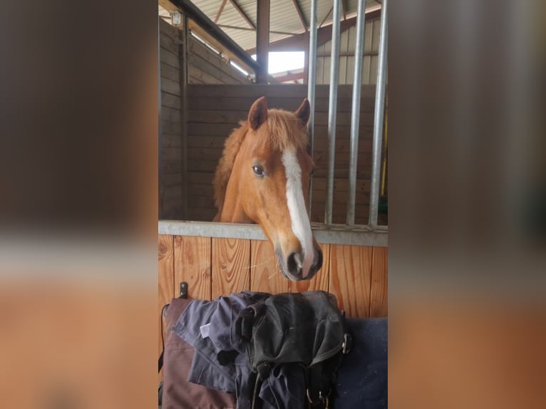 Classic Pony Gelding 10 years 12,3 hh Chestnut-Red in Colmar