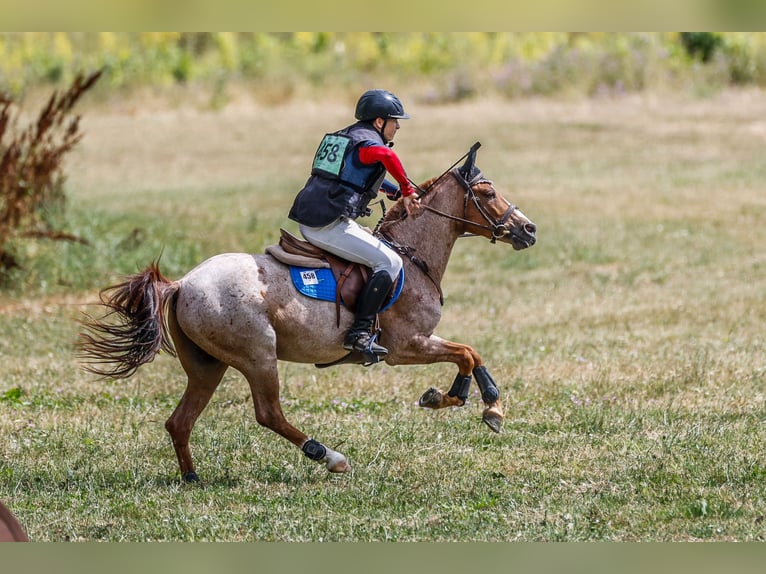 Classic Pony Gelding 10 years 13,2 hh Roan-Red in Puerto Real Cádiz