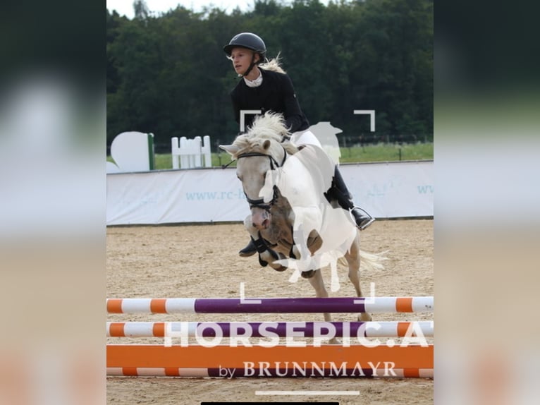 Classic Pony Gelding 11 years 12,2 hh Cremello in Uttendorf