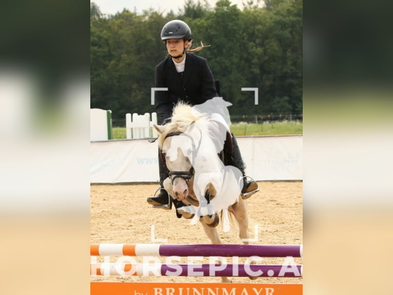 Classic Pony Gelding 11 years 12,2 hh Cremello in Uttendorf