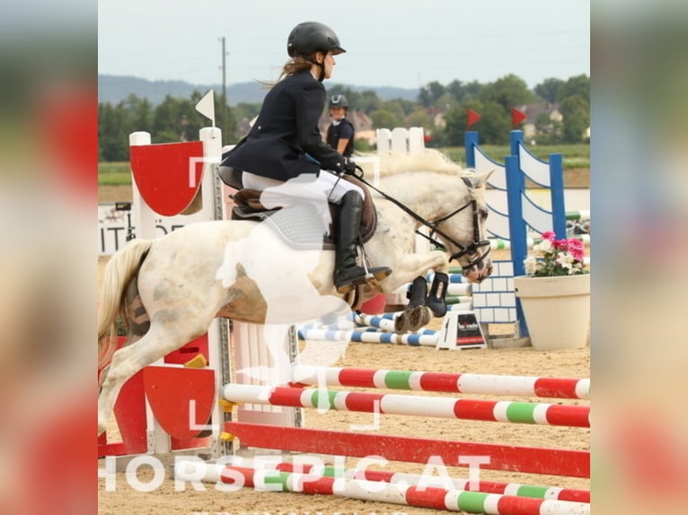Classic Pony Gelding 11 years 12,2 hh Cremello in Uttendorf