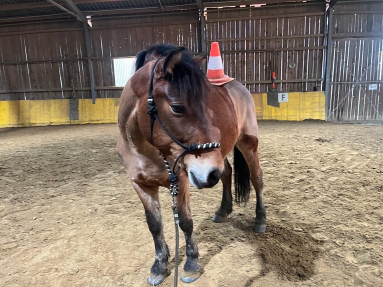 Classic Pony Mix Gelding 11 years 13,2 hh Brown in St.Georgen an der Gusen