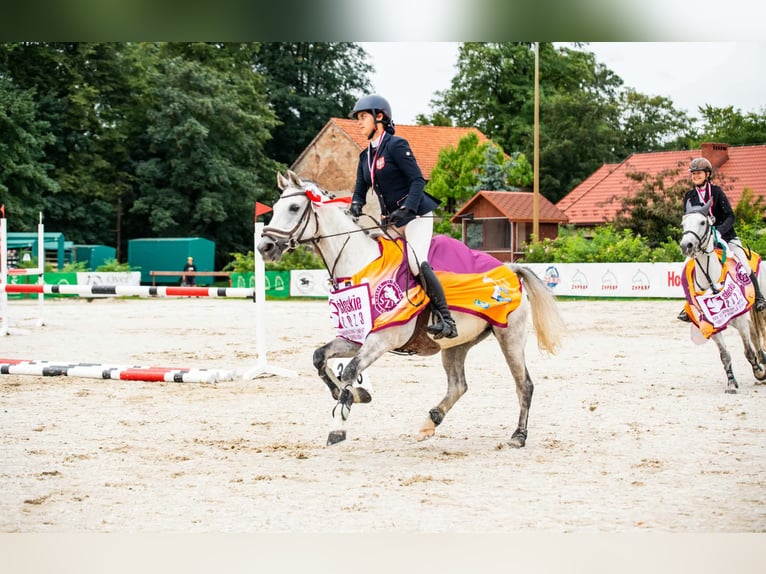 Classic Pony Gelding 11 years 14.2 hh Grey in Facimiech