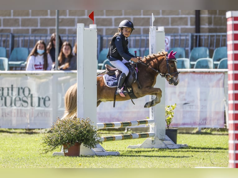 Classic Pony Gelding 11 years 9,2 hh Chestnut-Red in Bosque, El (Urbanizacion)