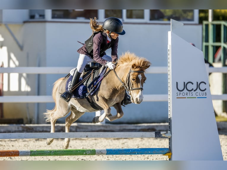 Classic Pony Gelding 11 years 9,2 hh Chestnut-Red in Bosque, El (Urbanizacion)