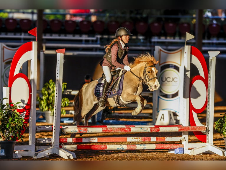 Classic Pony Gelding 11 years 9,2 hh Chestnut-Red in Bosque, El (Urbanizacion)