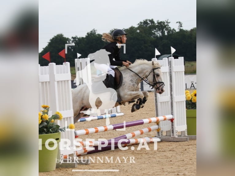 Classic Pony Gelding 12 years 12.2 hh Cremello in Uttendorf