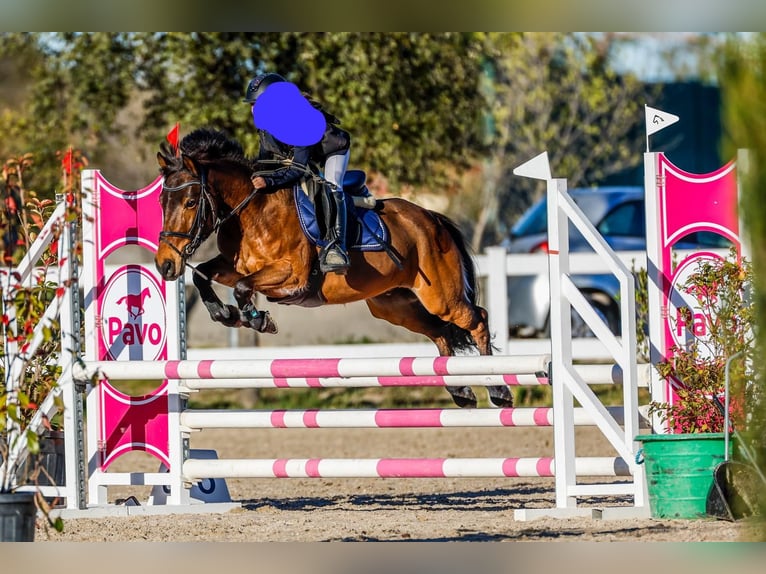 Classic Pony Gelding 12 years 12,2 hh Bay-Dark in Cartagena